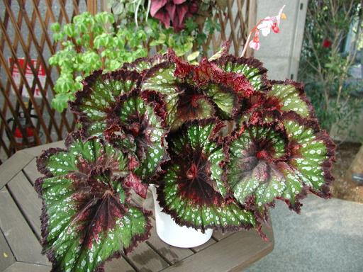 B. ‘Tsukikage’